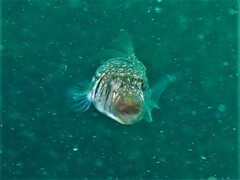 Torquigener pleurogramma