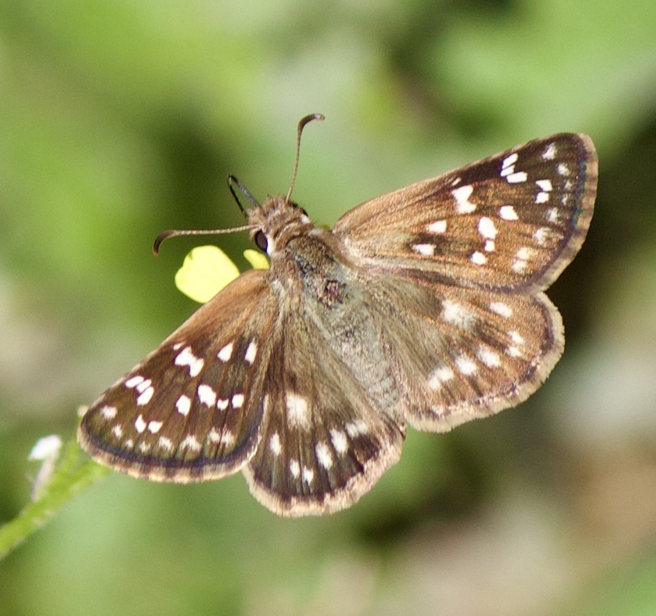 Pyrgus fides