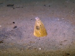 Ophichthus altipennis