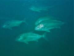 Seriola hippos