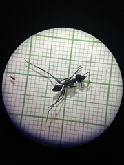 Gigantiops destructor