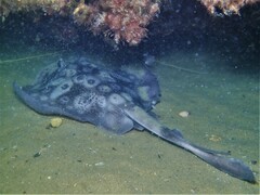 Urolophus circularis