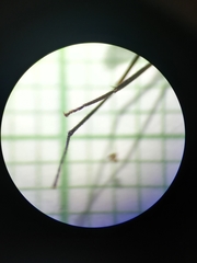 Gigantiops destructor