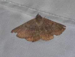 Lesmone griseipennis