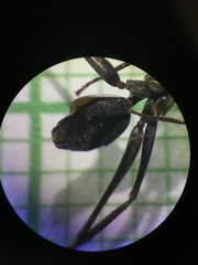 Gigantiops destructor