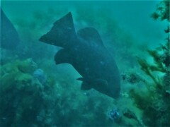 Psammoperca datnioides