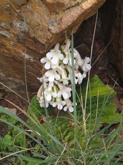 Streptocarpus vandeleurii
