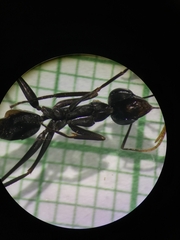 Gigantiops destructor