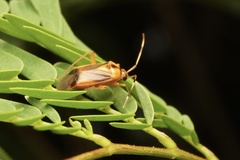 Poppiocapsidea biseratense
