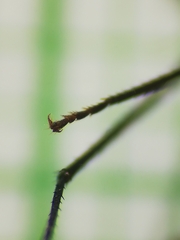 Gigantiops destructor