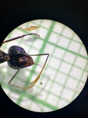 Gigantiops destructor