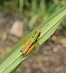 Caryanda spuria