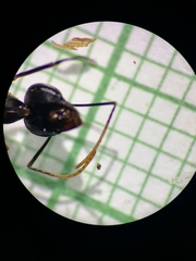 Gigantiops destructor