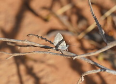 Theclinesthes serpentata
