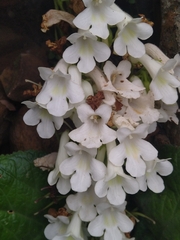 Streptocarpus vandeleurii