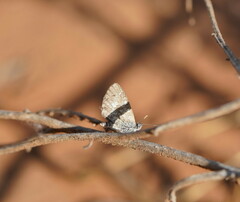 Theclinesthes serpentata