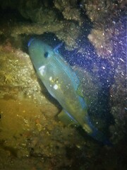 Meuschenia freycineti