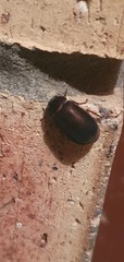 Melolonthinae