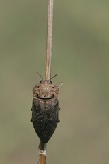 Capnodis tenebricosa