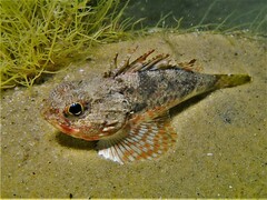 Maxillicosta scabriceps
