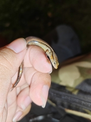 Subdoluseps bowringii