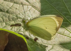 Leptophobia aripa