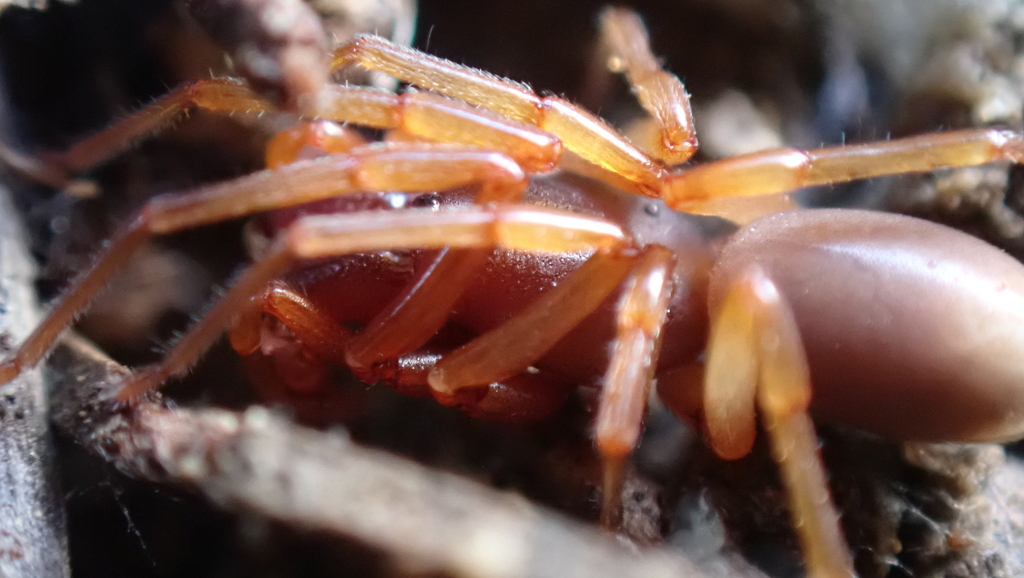 Dysdera helenae