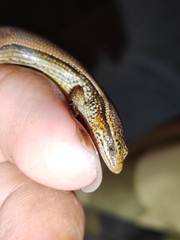 Subdoluseps bowringii