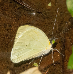 Leptophobia aripa