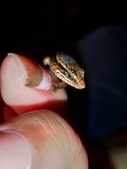 Subdoluseps bowringii