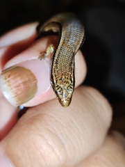 Subdoluseps bowringii