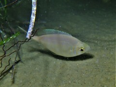 Parequula melbournensis