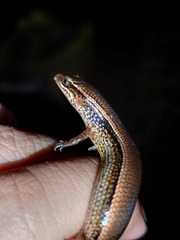 Subdoluseps bowringii
