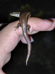 Subdoluseps bowringii