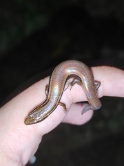 Subdoluseps bowringii