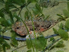 Maxillicosta scabriceps