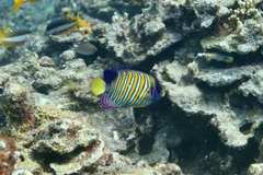 Pygoplites diacanthus