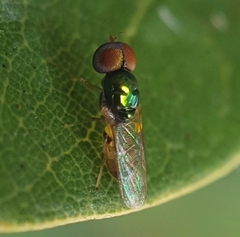 Microchrysa flaviventris