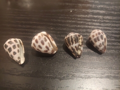 Conus ebraeus