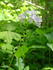 Cardamine bulbifera