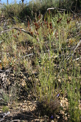 Thamnochortus lucens