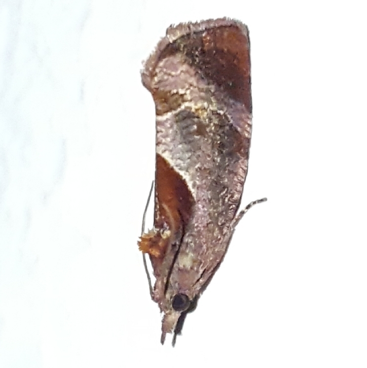 Thaumatotibia etiennei