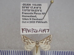 Anomocentris crystallota