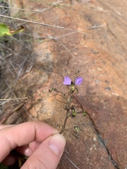 Aneilema dregeanum