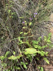 Aneilema dregeanum