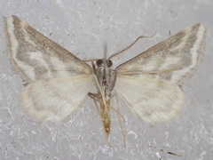 Anomocentris crystallota
