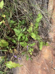 Aneilema dregeanum