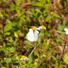 Pieris rapae crucivora