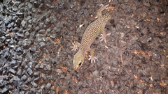 Oedura tryoni