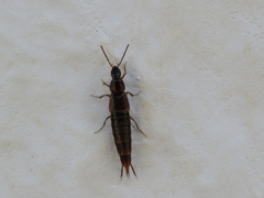 Raphirus